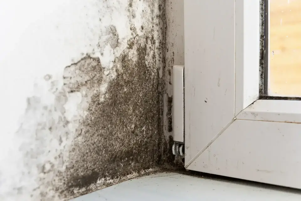 Leading Water Damage Restoration Company in Fort Worth — Fort Worth, TX